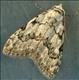 2078 (74.004) Least Black Arches